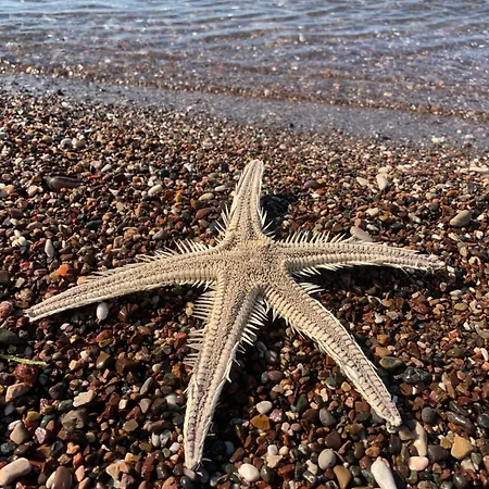 Apartmán Evi's House Kandia